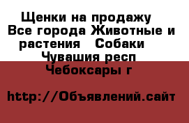 Щенки на продажу - Все города Животные и растения » Собаки   . Чувашия респ.,Чебоксары г.